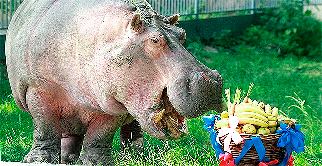 Зоопарк отметит свой день рождения в эту субботу. Фото с сайта povereniy2.ru.