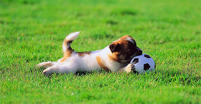Финал кубка пройдет в Полтаве. Фото с сайта <a href="http://www.fantom-xp.com/ru_25__Puppy_dogs_-_Junior_soccer.html">fantom-xp.com</a>.