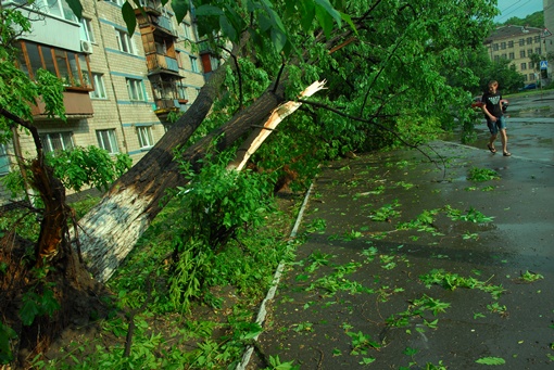Сильным ветром сносило деревья. Фото с сайта kp.ua