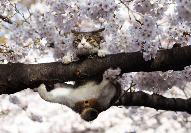 Новость - События - Спасая кота, киевлянин сам застрял на дереве