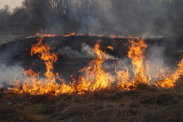 Новость - События - На Троещине массово горела трава