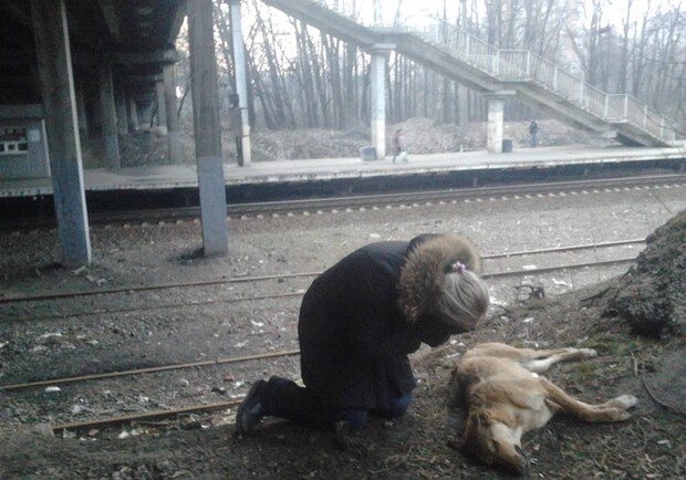 Новость - События - Ужасы Киева: догхантеры в Святошинском районе убили три десятка собак