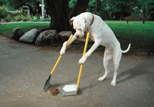 Новость - События - Фотофакт: в парке Киева появились пакеты для уборки за собаками