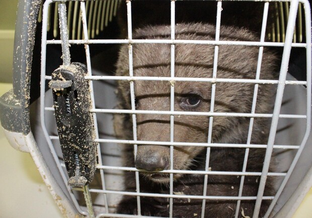 Новость - События - "Паддингтоны" в аэропорту: в "Борисполе" нашли двух медвежат в клетках