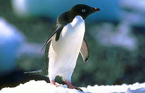 6 лет пингвины жили, несмотря на болезнь, а тут начали массово гибнуть.
Фото с сайта northpolextreme.com