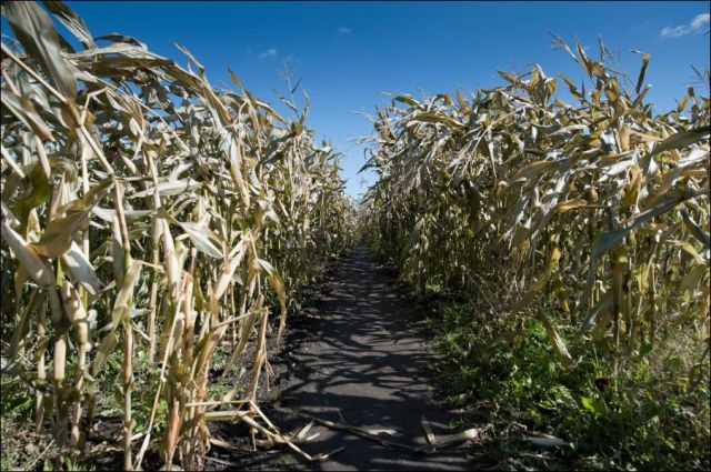Новость - События - В Пирогово открыли огромный лабиринт в кукурузном поле