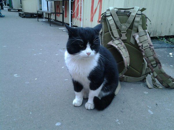 Новость - События - В Киеве нашли хозяина коту, который бродил у ларька