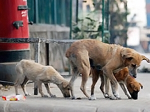 К Евро-2012 город хотят очистить от бродячих собак. Фото с сайта: http://kp.ua/