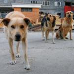 К Евро-2012 Киев хотят полностью очистить от бродячих собак. Фото с сайта kiyany.obozrevatel.com