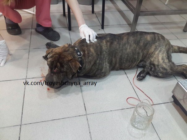 Новость - События - Помогите найти: в Киеве ищут хозяев сбитого автобусом пса