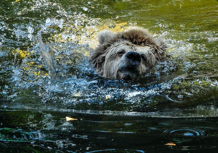 Новость - Досуг и еда - Бери пример: в киевском зоопарке показали, как от жары спасается медведица Даша