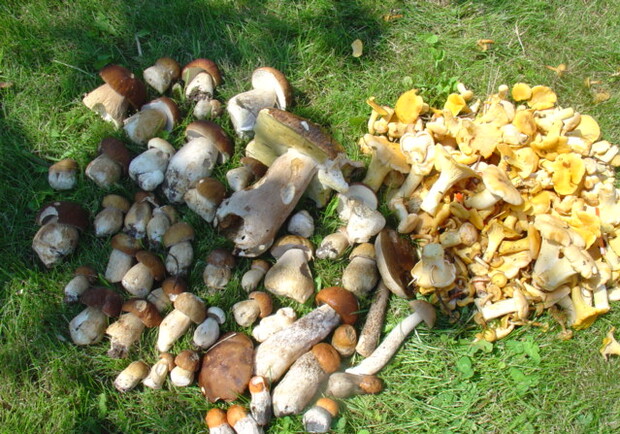 МЧСники устроили рейд по ядовитым грибам. Фото с сайта: http://www.roller.ru
