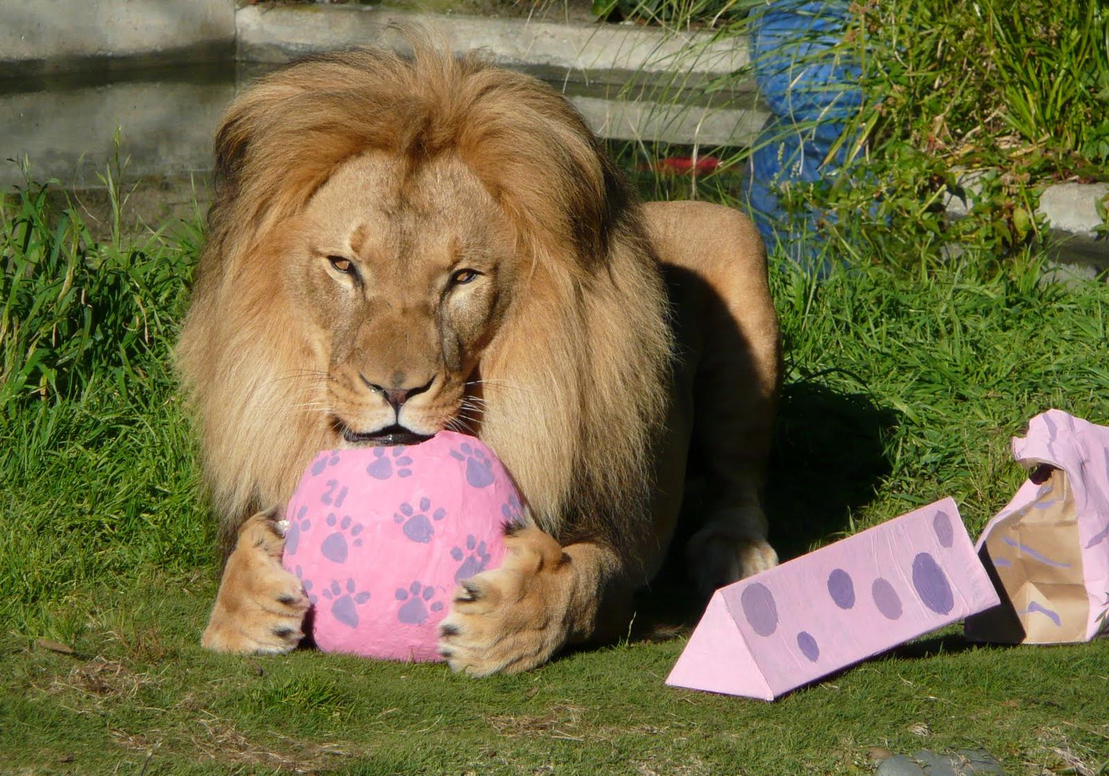 Новость - События - Порадуй киску: Киевский зоопарк приглашает отметить день рождения львов