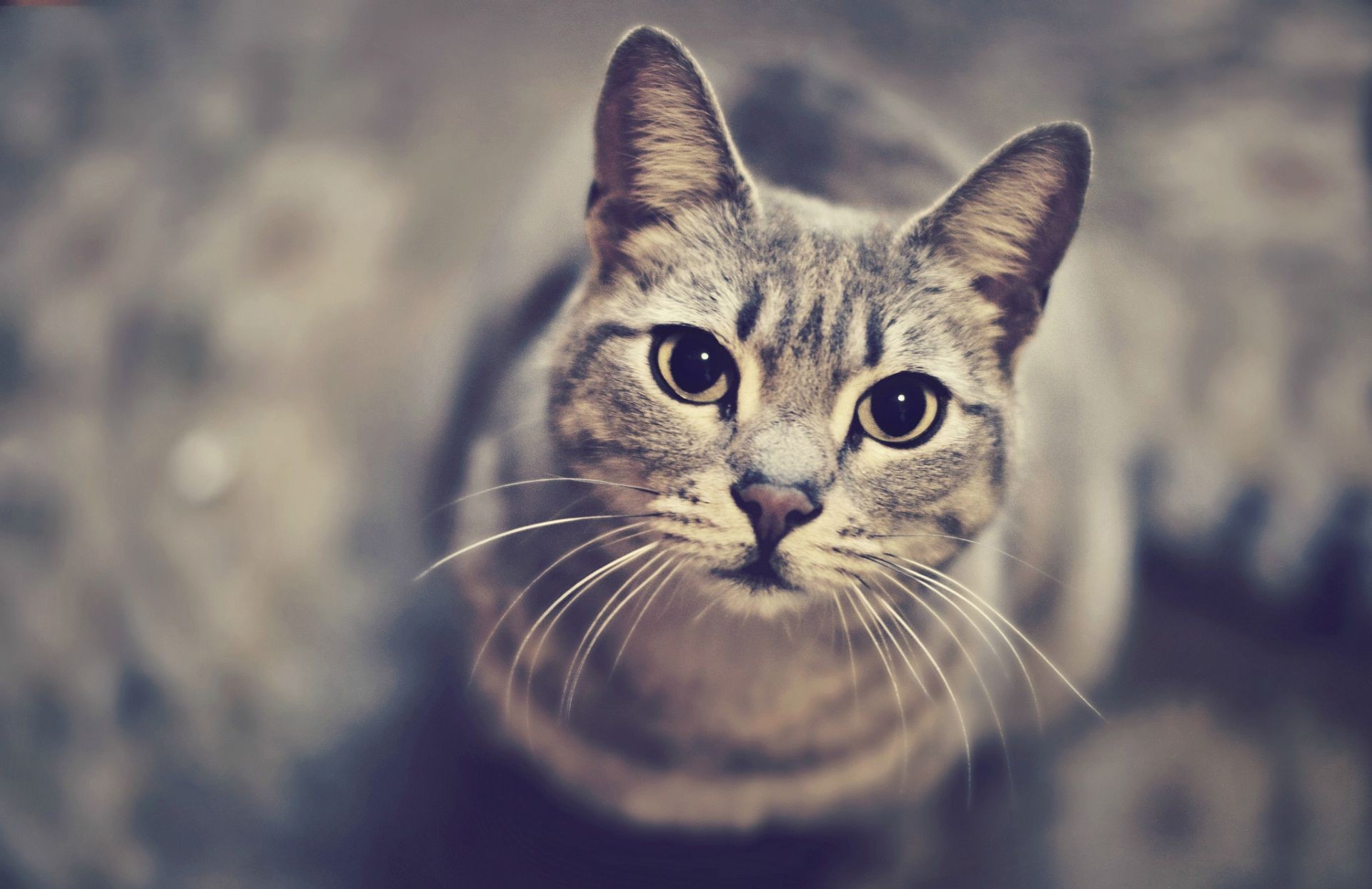 Новость - События - Умерла кошка, пострадавшая в трагедии на Осокорках