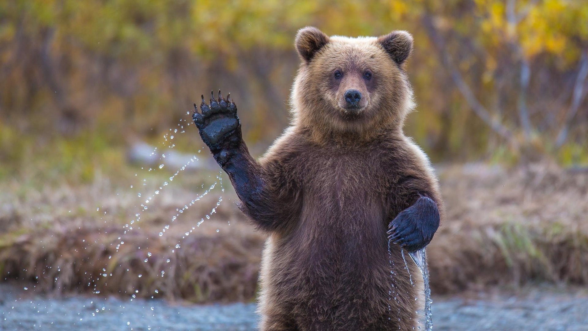 Новость - События - Весенняя атмосфера: в столичном зоопарке проснулся медведь