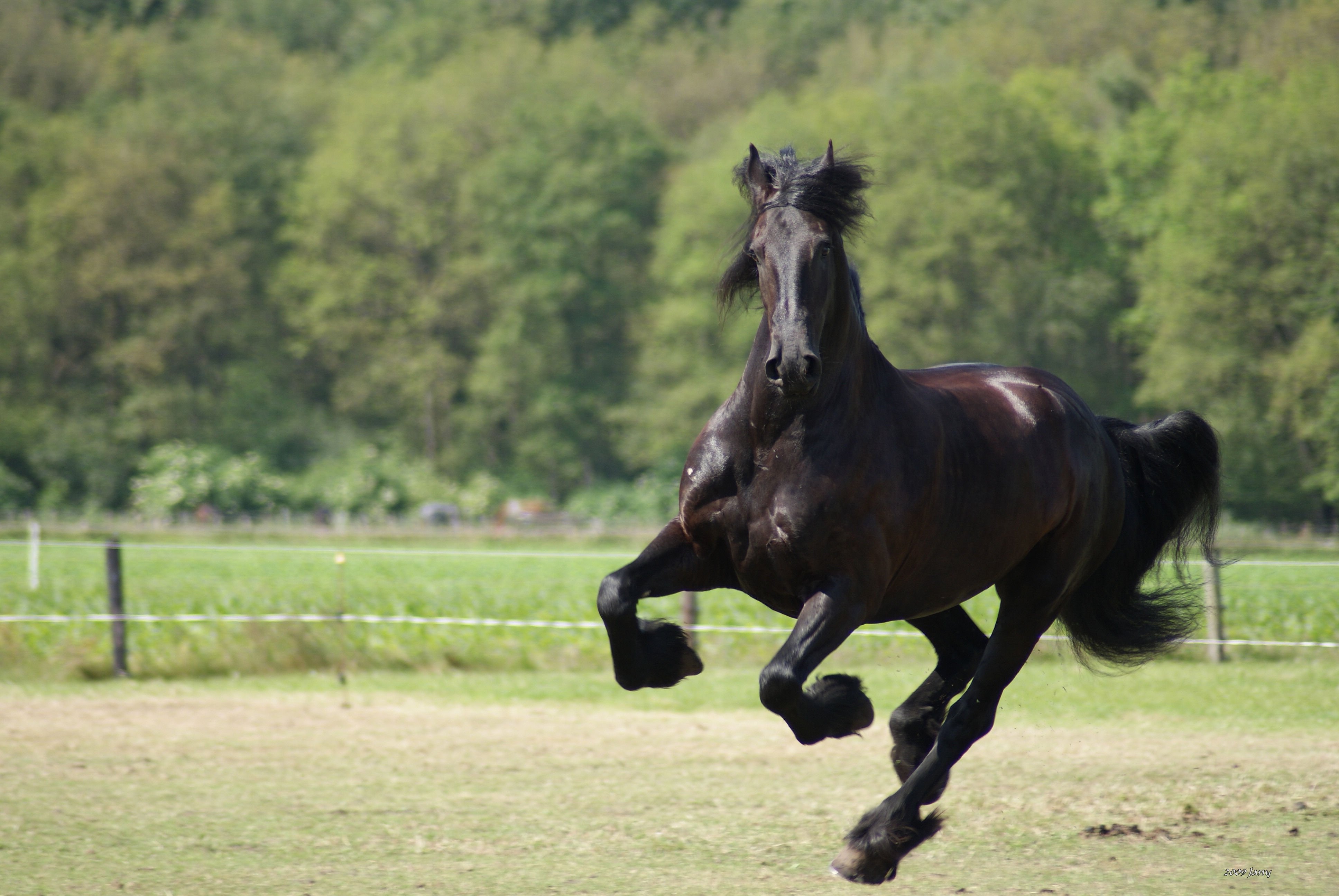 Новость - События - Придержите лошадей: пользователи соцсетей критикуют работу конного патруля на Русановке