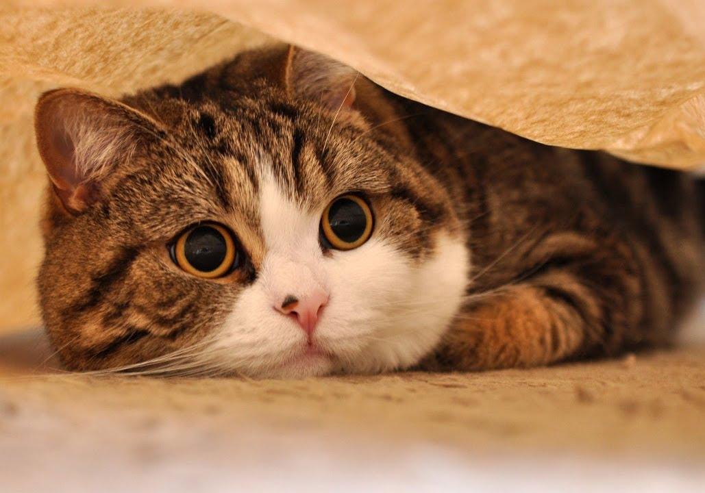Новость - События - Намурчал: кот попал в Книгу рекордов Гиннеса