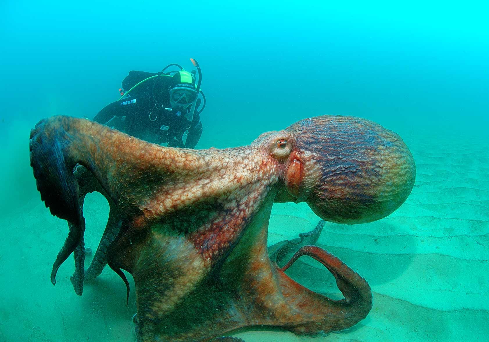 Новость - События - Ты следующий: осьминоги научились использовать ядовитых медуз в качестве оружия