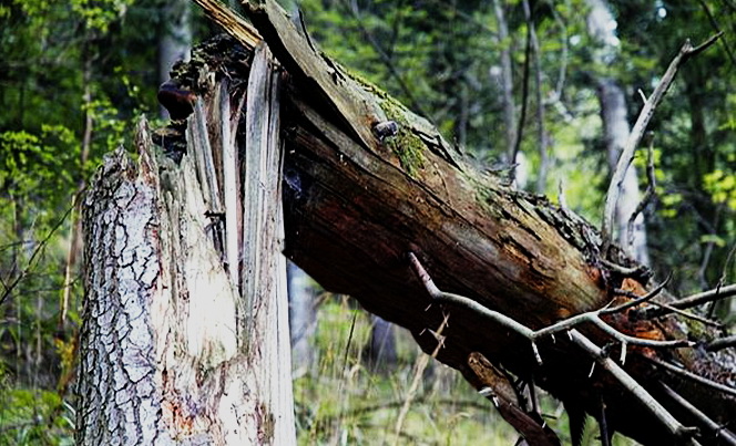 Новость - События - Фотофакт: в Шевченковском районе два дерева раздавили иномарку