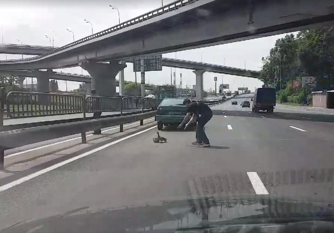 Новость - События - Видео дня: на Выдубичах водитель перекрыл движение ради помощи уткам