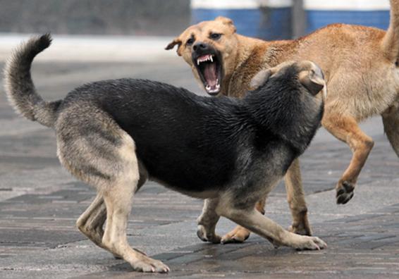Новость - События - Ходить страшно: жителей Дарницкого района терроризирует стая бродячих собак