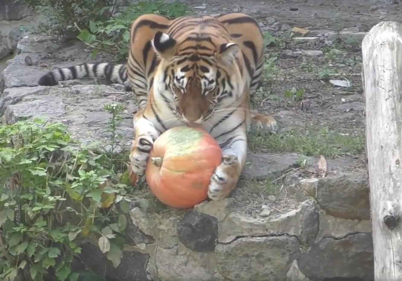 Новость - События - Видео дня: киевский зоопарк показал тигра, который играется с тыквой