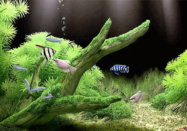 Афиша - Выставки - Выставка аквариумных рыб и растений