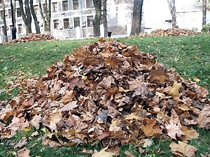Парки и скверы столицы избавились от опавших листьев

Фото с сайта kp.ua
