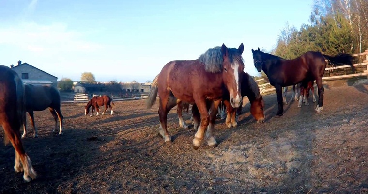 Афиша - Экскурсии - Пони, лошади и веселый пинчер Молли