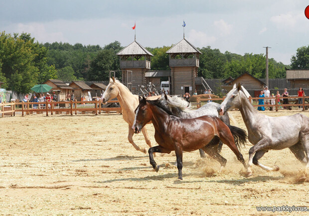 Афиша - Выставки - В Древнем Киеве покажут 20 исторических пород лошадей