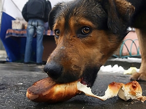 Собака бывает кусачей только от жизни собачьей...
Фото с сайта kp.ua