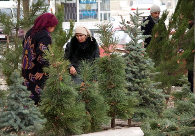 Ажиотаж на новогодние деревца еще впереди. Фото с сайта fotki.yandex.ru. 