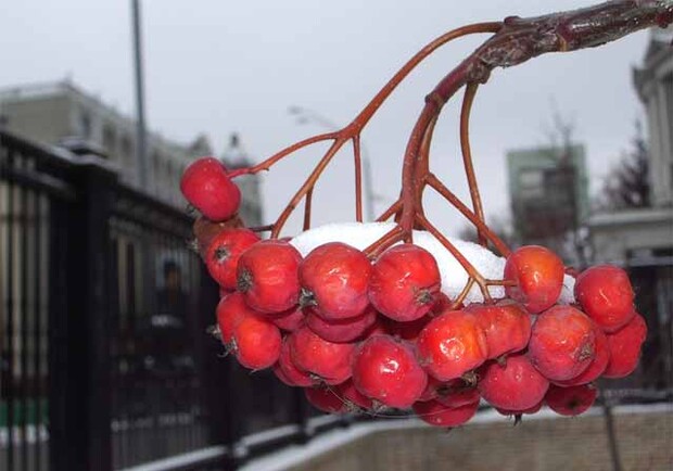 Сегодня ночью можно предсказать погоду на всю зиму. Фото с сайта crazy.werd.ru.