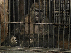 Киевский зоопарк «прячет» телевизор от гориллы? Фото Максима ЛЮКОВА.