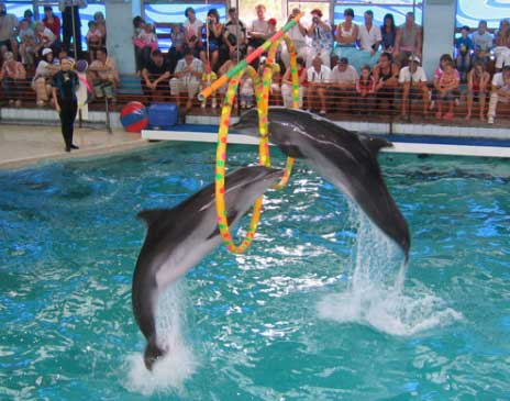 Дельфины приносят своим владельцам немалый доход.
Фото с сайта i053.radikal.ru