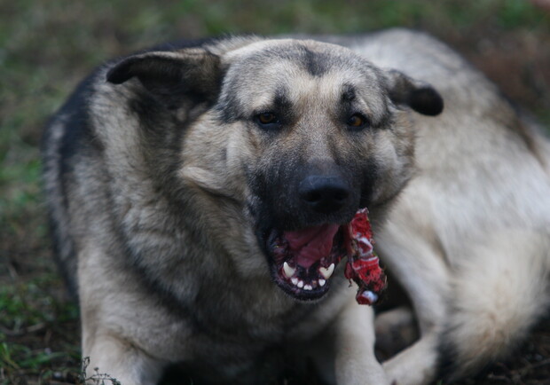 В КГГА уверяют, что бездомных собак не травят. Фото Максима Люкова