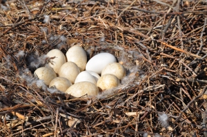 Сразу несколько редких птиц в зоопарке сидят на яйцах. Фото с сайта www.sxc.hu