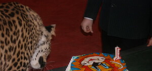 В Харьковском цирке отпраздновали день рождения леопардихи Шебы