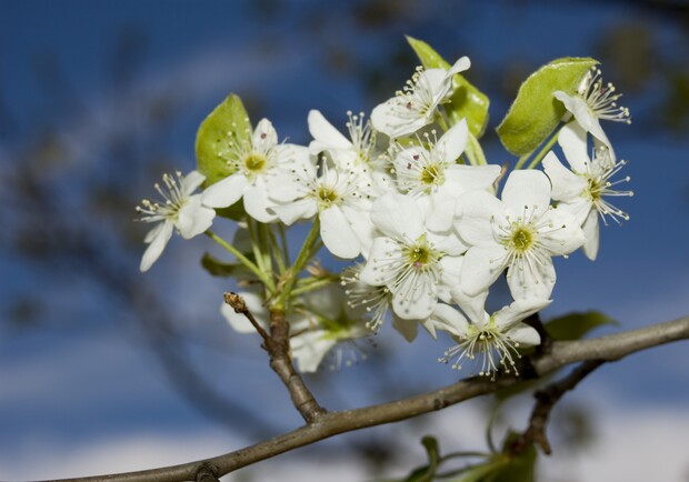Весна все больше вступает в свои права. Фото с сайта sxc.hu