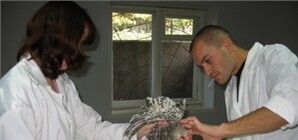 Экспертиза доказала, что 23 тысячи кур в Крыму скосил голод, а не птичий грипп