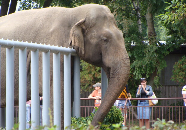 Символ Киевского зоопарка слон Бой умер весной 2010 года. Фото Николая Лещука.
