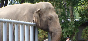 За полгода в киевском зоопарке умерло 