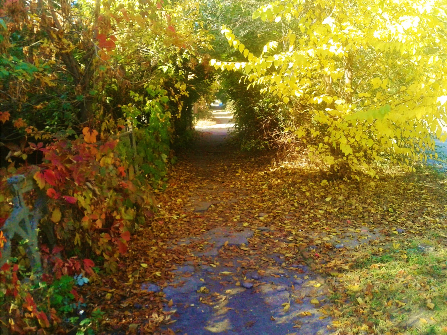 Идеальное место для свиданий: полюбуйся на природный туннель в центральной части города