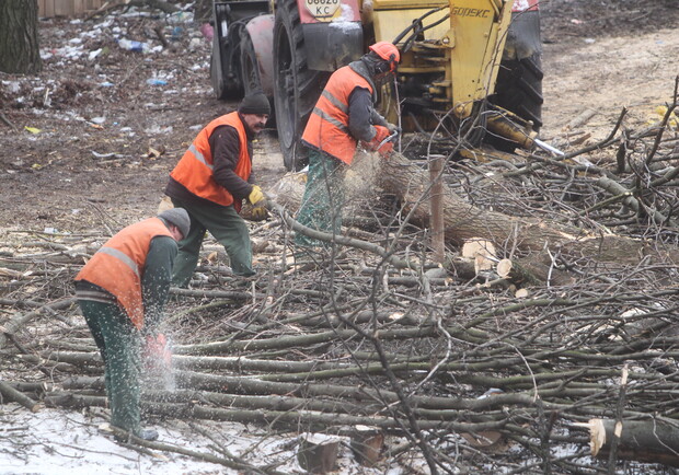Янукович защити киевские деревья от вырубки. Фото Максима Люкова.