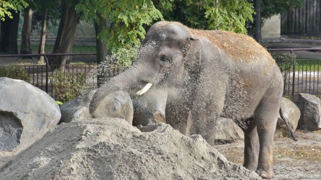 Новость - События - Вкусный подарок: в киевском зоопарке отметили день рождения слона