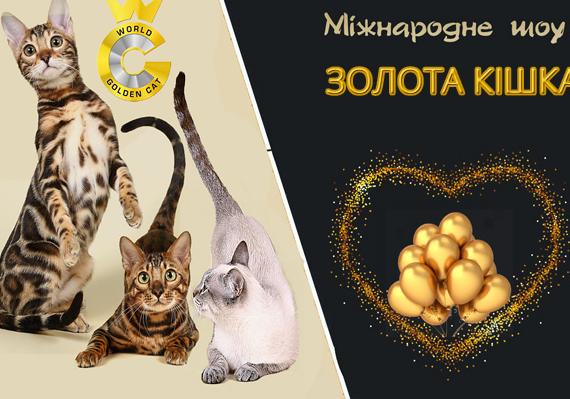 Афиша - Фестивали - Золотая кошка. Международное шоу
