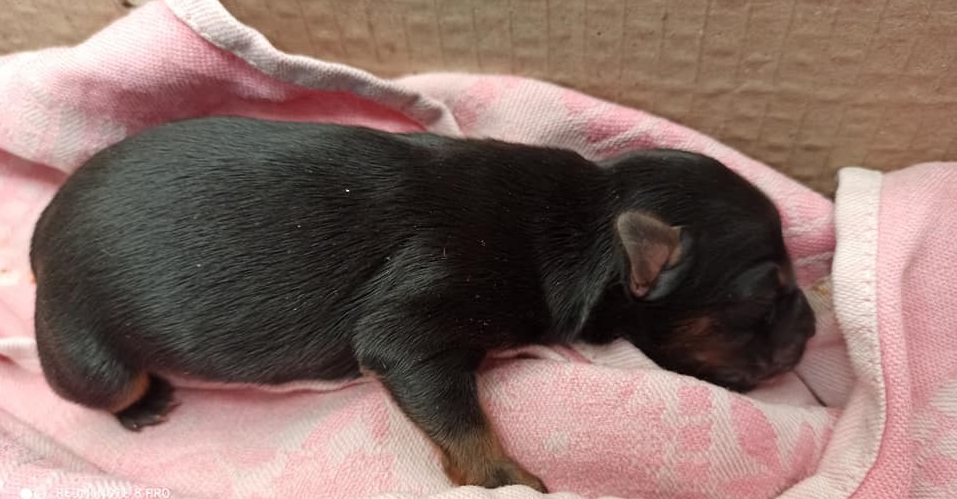 Швырнул на асфальт и бросил: на Левом берегу двое братиков-щенков остались без семьи