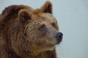 Медведей в Киевском зоопарке слишком много. Двоих из них хотят обменять на других зверей. Фото с сайта sxc.hu.