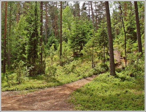 Леса под Симферополь тщательно контролируются. Фото с сайта fotki.yandex.ru