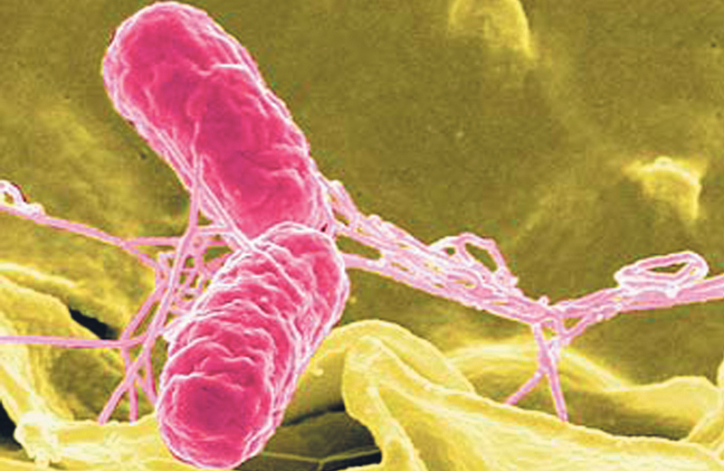 Бактериям сальмонеллы нравится температура от 4 до 60 градусов. Фото с сайта nih.gov.